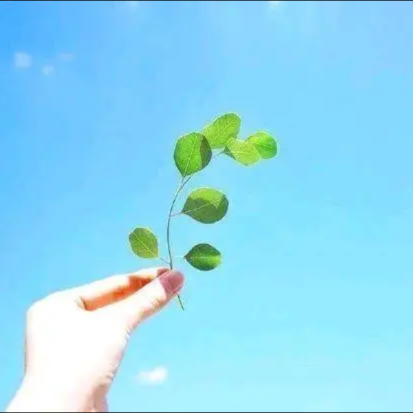 找副业 - 小猪导航 - 社交电商行业全国微信群二维码导航平台大全