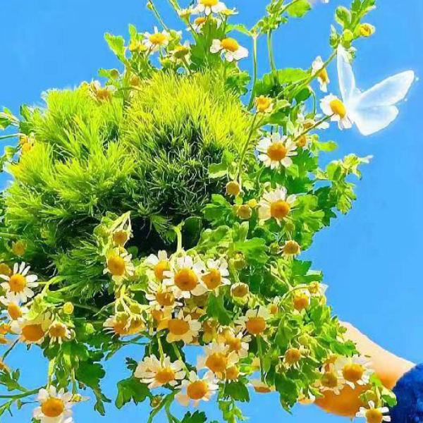 南曦 - 小猪导航 - 社交电商行业全国微信群二维码导航平台大全