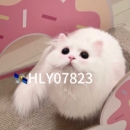 瘦身塑形美白 - 小猪导航 - 社交电商行业全国微信群二维码导航平台大全