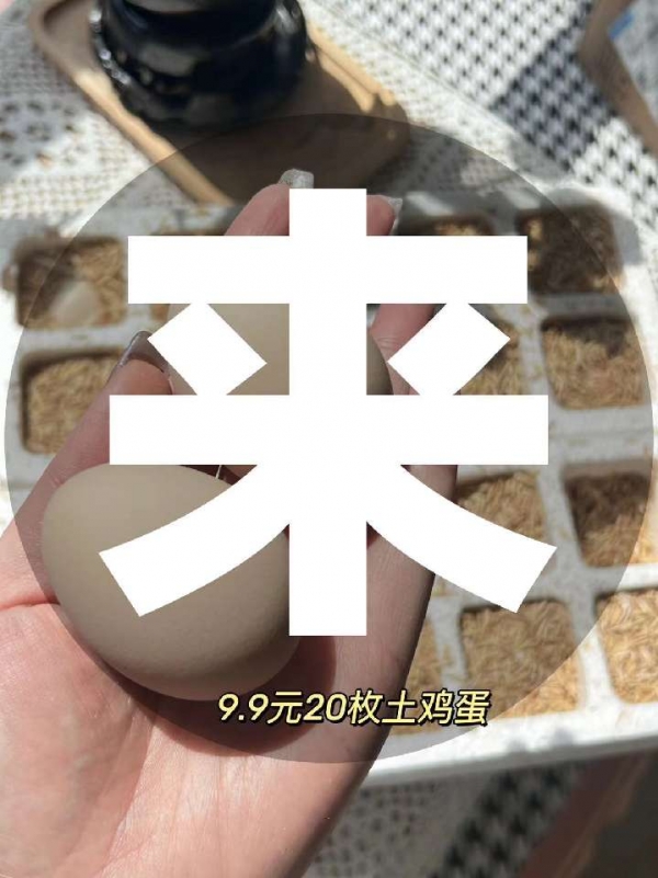 小猪导航