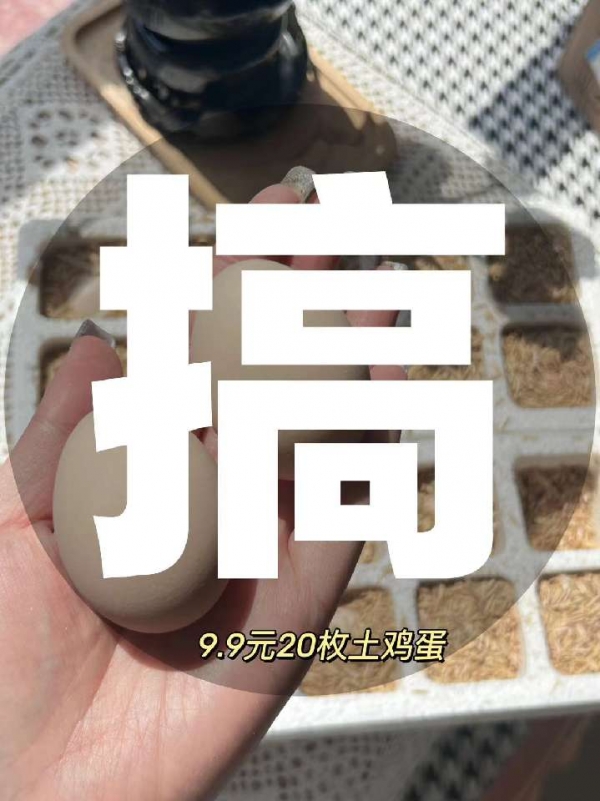 小猪导航