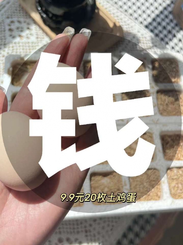小猪导航