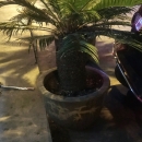 馋猫干果 - 小猪导航 - 社交电商行业全国微信群二维码导航平台大全