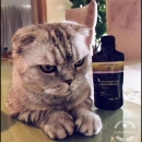 健康才是王道 - 小猪导航 - 社交电商行业全国微信群二维码导航平台大全